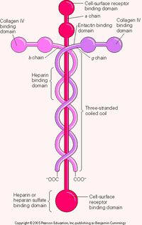 The Laminin Molecule holds us together as foretold in the Bible that the Lord would hold us together!
